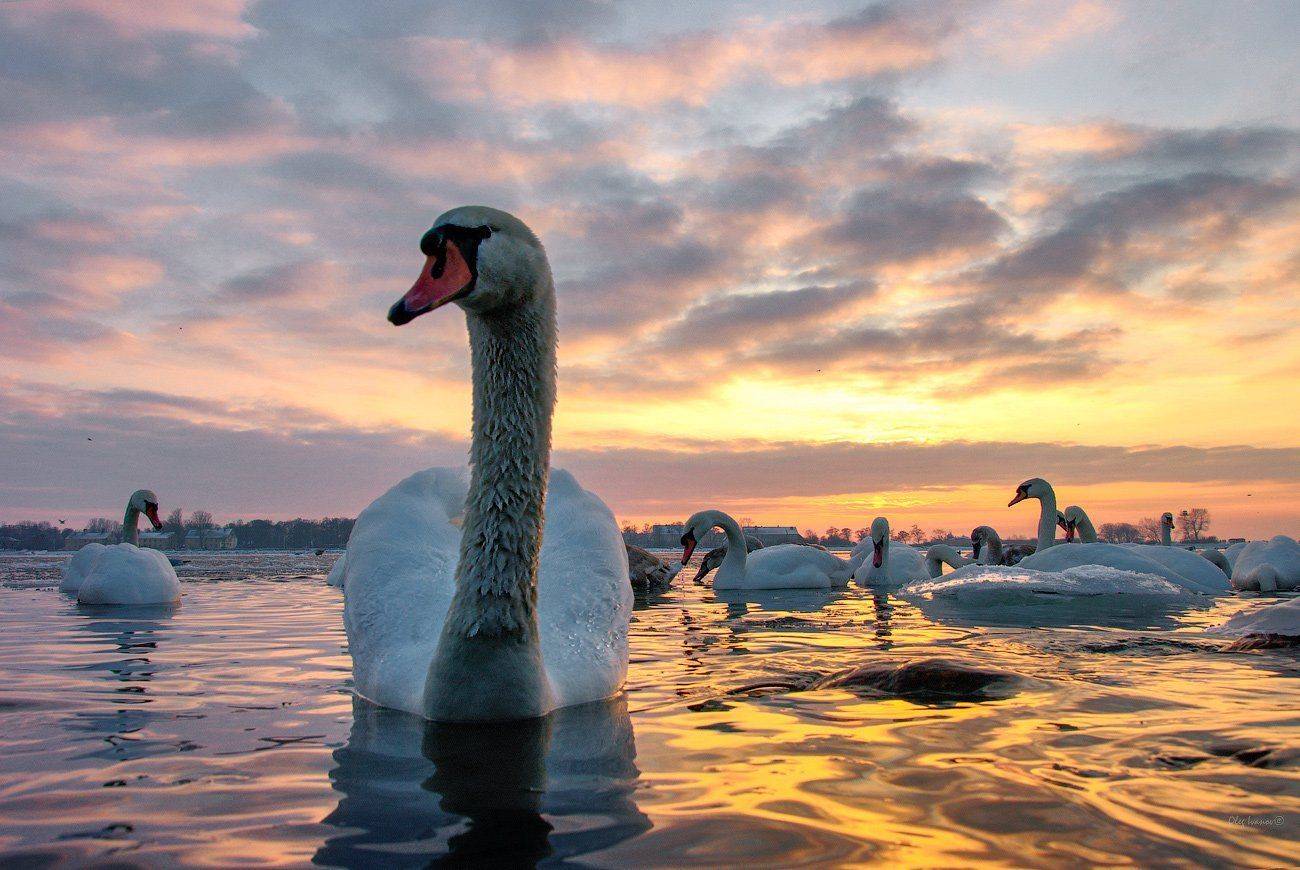 Балтика, Закат Вечер, Калининградский морской канал, Лебеди Балтийск, Олег Иванов