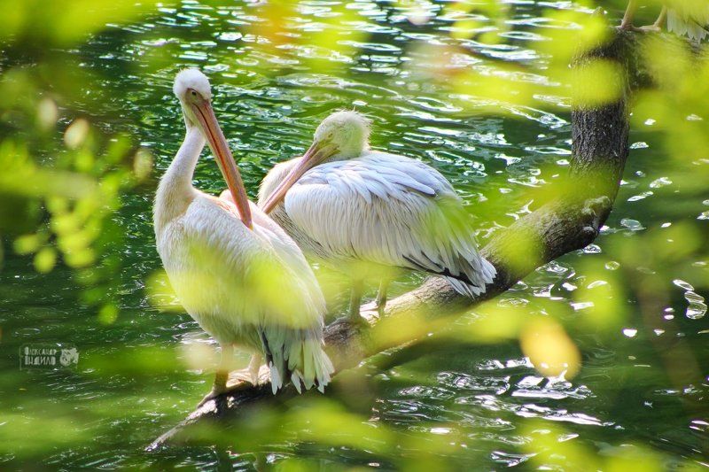 Из будней пеликанов... фото превью