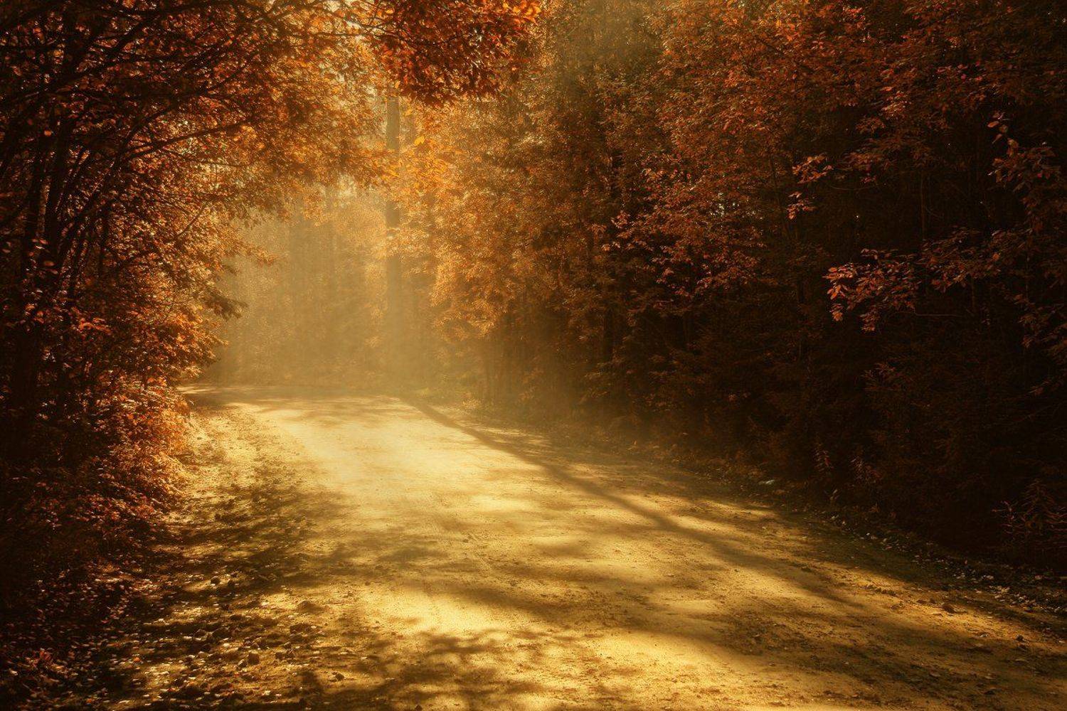 осень, дорога, солнце, Алена Яцун