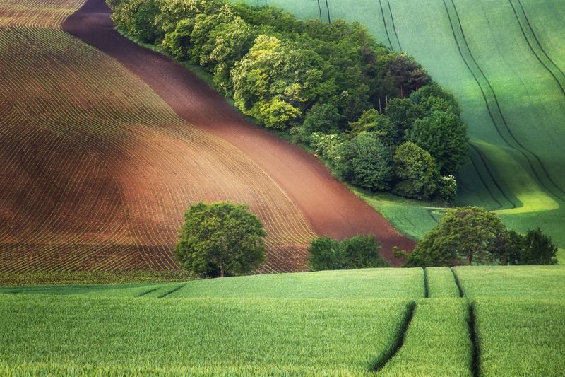Моравская с косулей фото превью
