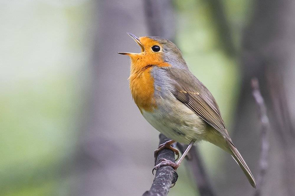 зарянка, Наталья
