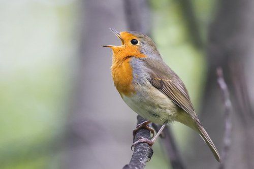 рыжая солистка