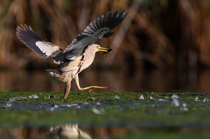 #birds, #fauna, #nature, #wildlife, #малая выпь, #природа, #птицы, #фауна, #цапля Малая выпь  (лат. Ixobrychus minutus) фото превью