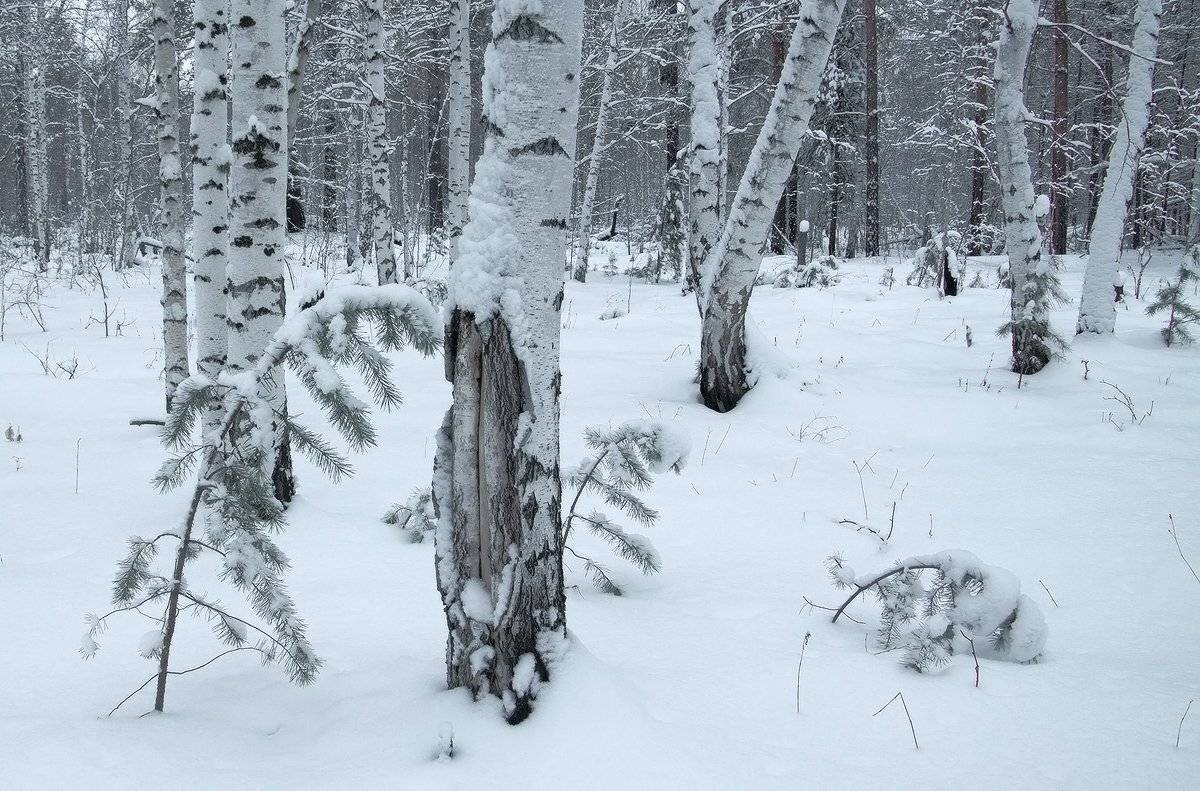 , Николай Морский