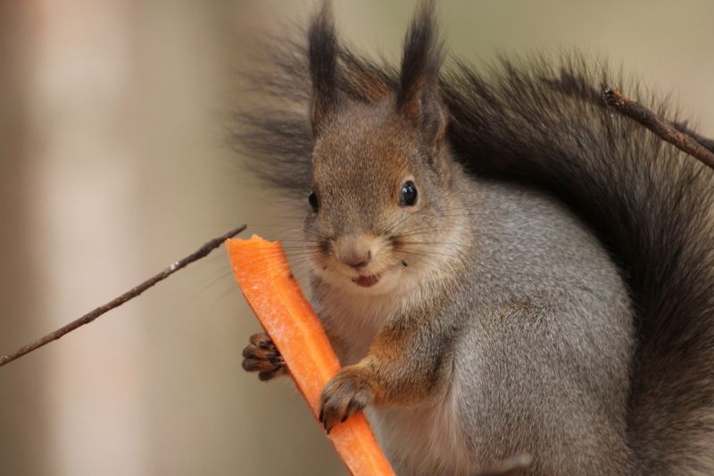 С добычей фото превью