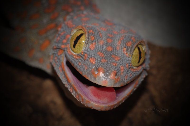 Gekko gecko, Геккон, Геккон токи, Рептилии, Токи, Ящерица Живущие в ночи 4 фото превью