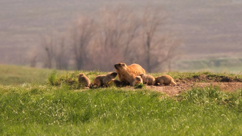 животные, природа, сурок, байбак, фотоохота, грызуны, портрет животного, млекопитающие, дикая природа, самарская область, marmota, groundhog, marmot, animals, animal portrait, mammals, wildlife Радости материнства фото превью