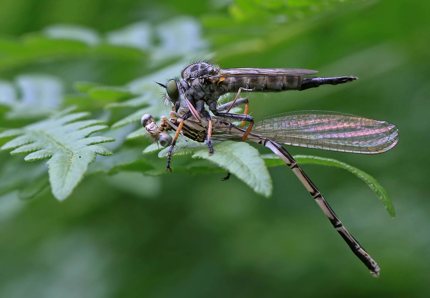 насекомые, хищники, ктырь, стрекоза, Борис Новиков