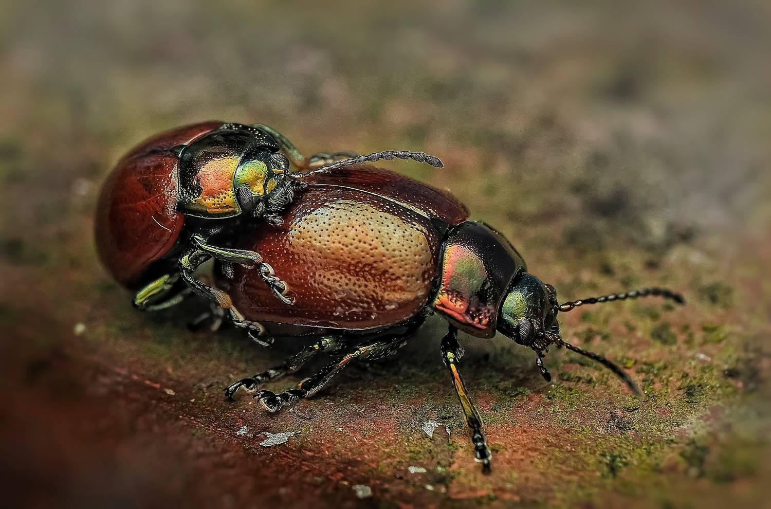 , Савчук Анатолий