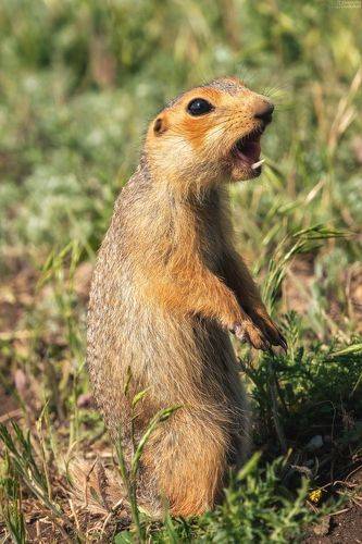 Spermophilus major/ Большой суслик/ Russet ground squirrel