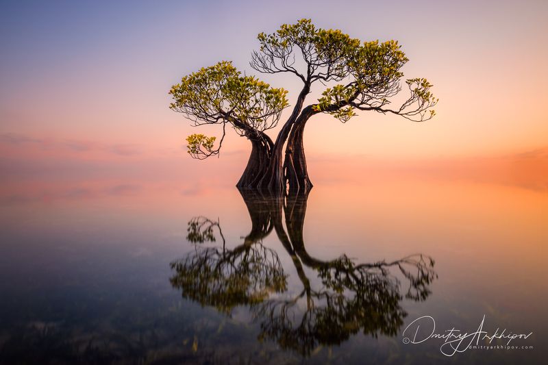 Дерево фото превью