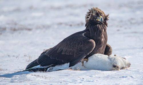 Добыча поймана