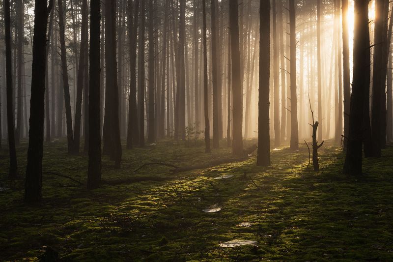 Утренний лес фото превью