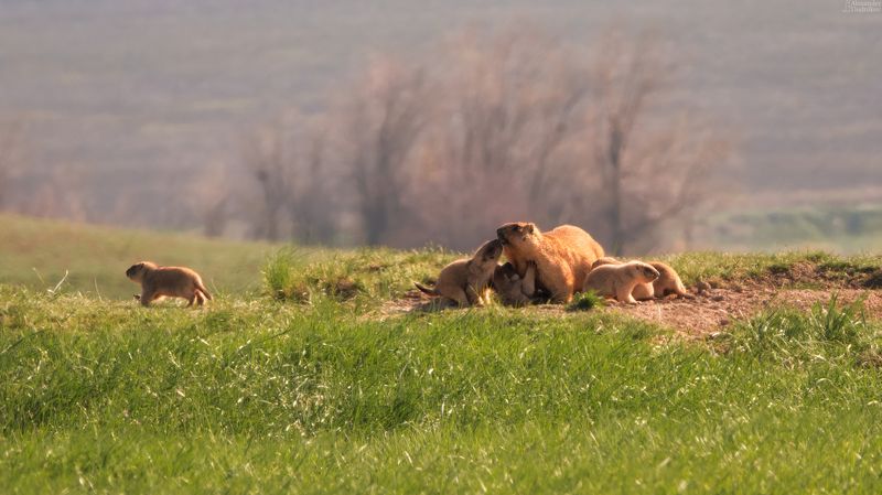 животные, природа, сурок, байбак, фотоохота, грызуны, портрет животного, млекопитающие, дикая природа, самарская область, marmota, groundhog, marmot, animals, animal portrait, mammals, wildlife Сорванец фото превью