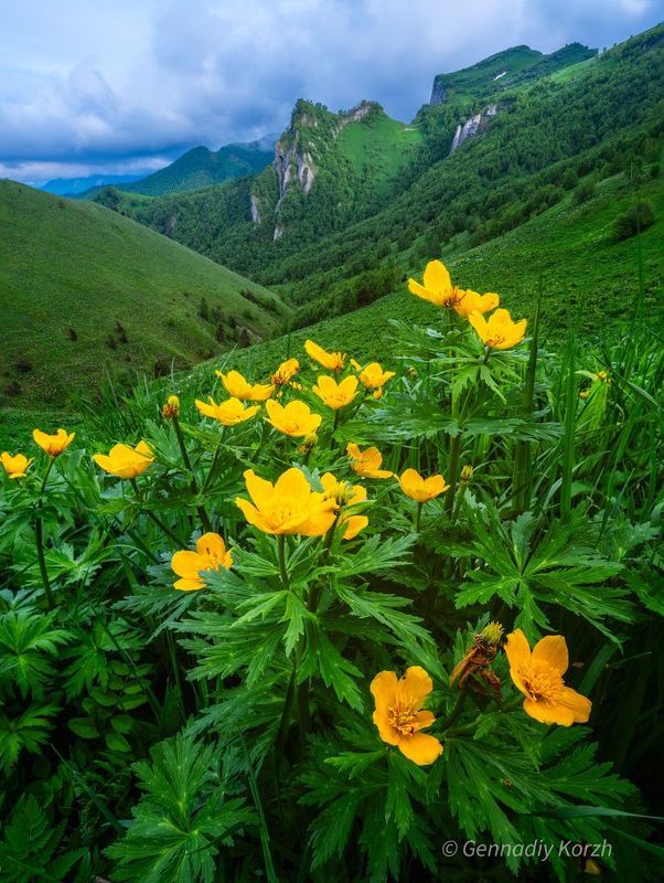 фото превью