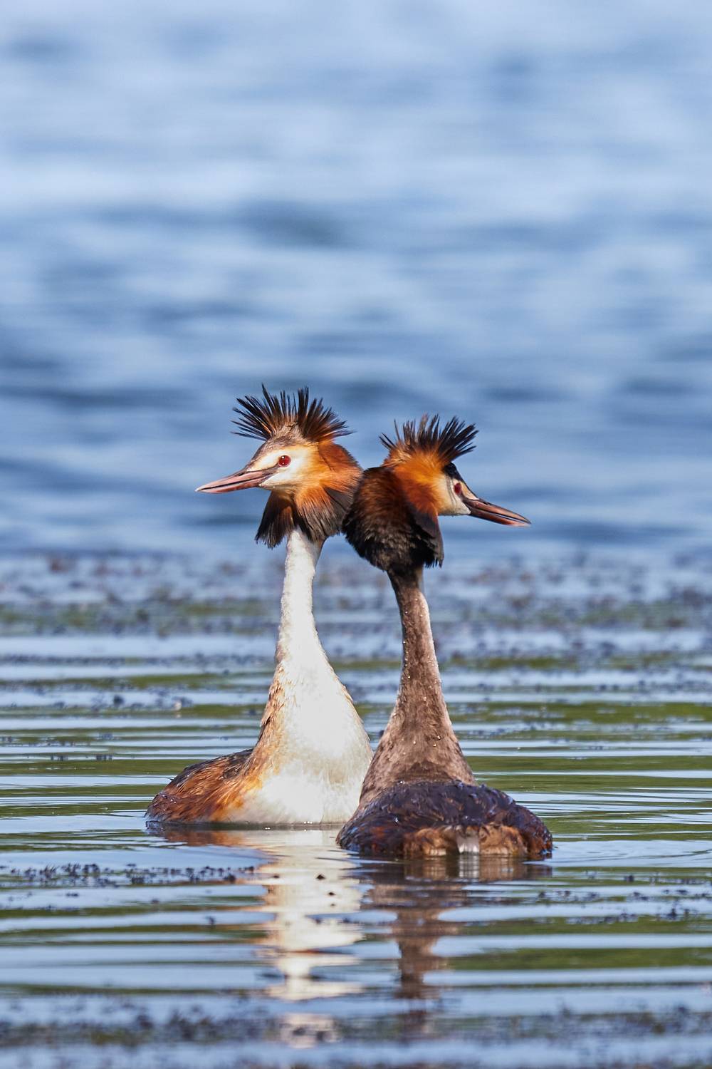 , Гильманов Артур