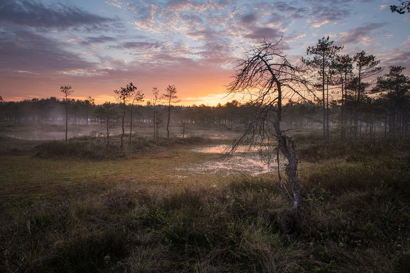 Болото. фото превью