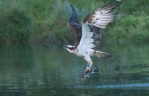 Osprey