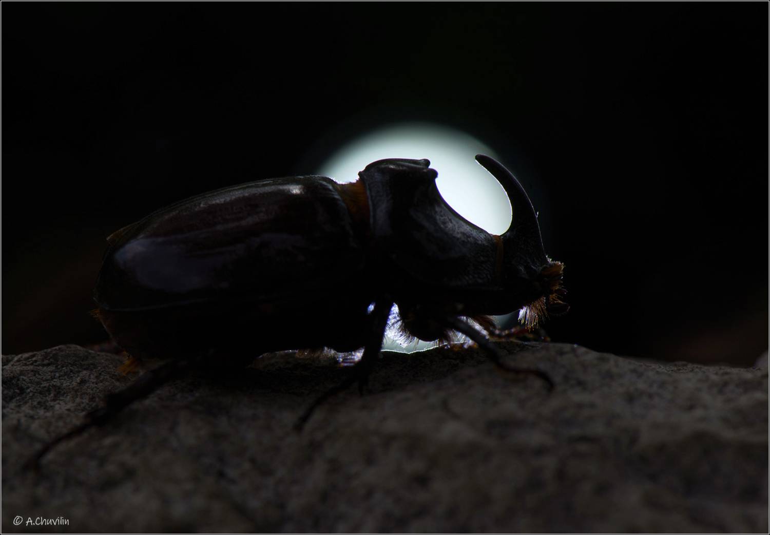 жук,носорог,рог,изгиб,полнолуние, Александр Чувилин