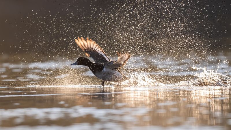Хохлатая чернеть. фото превью