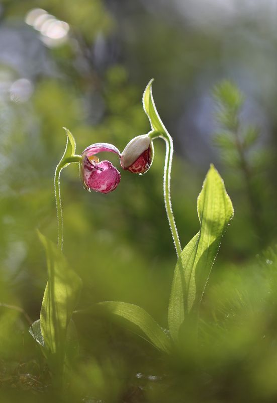 нерюнгри, якутия, венерин_башмачок, лето, растенияякутии, растениялевиной Башмачки Богини фото превью