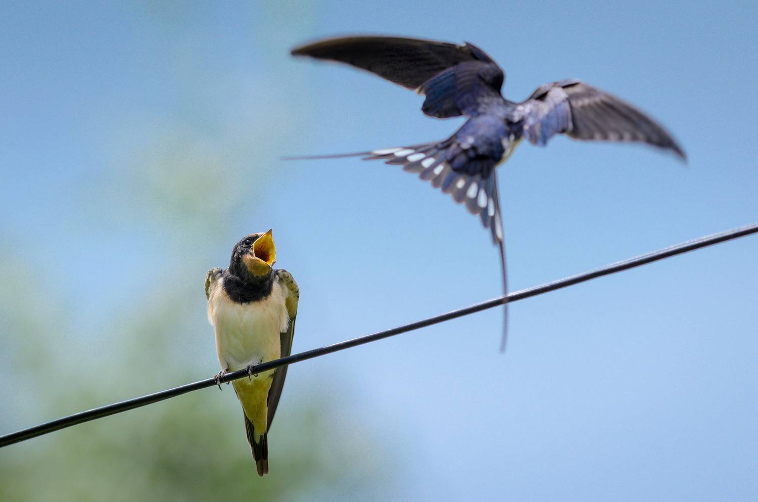 #ласточка, Александр Добыш