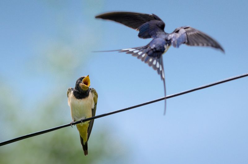 #ласточка Ласточки фото превью