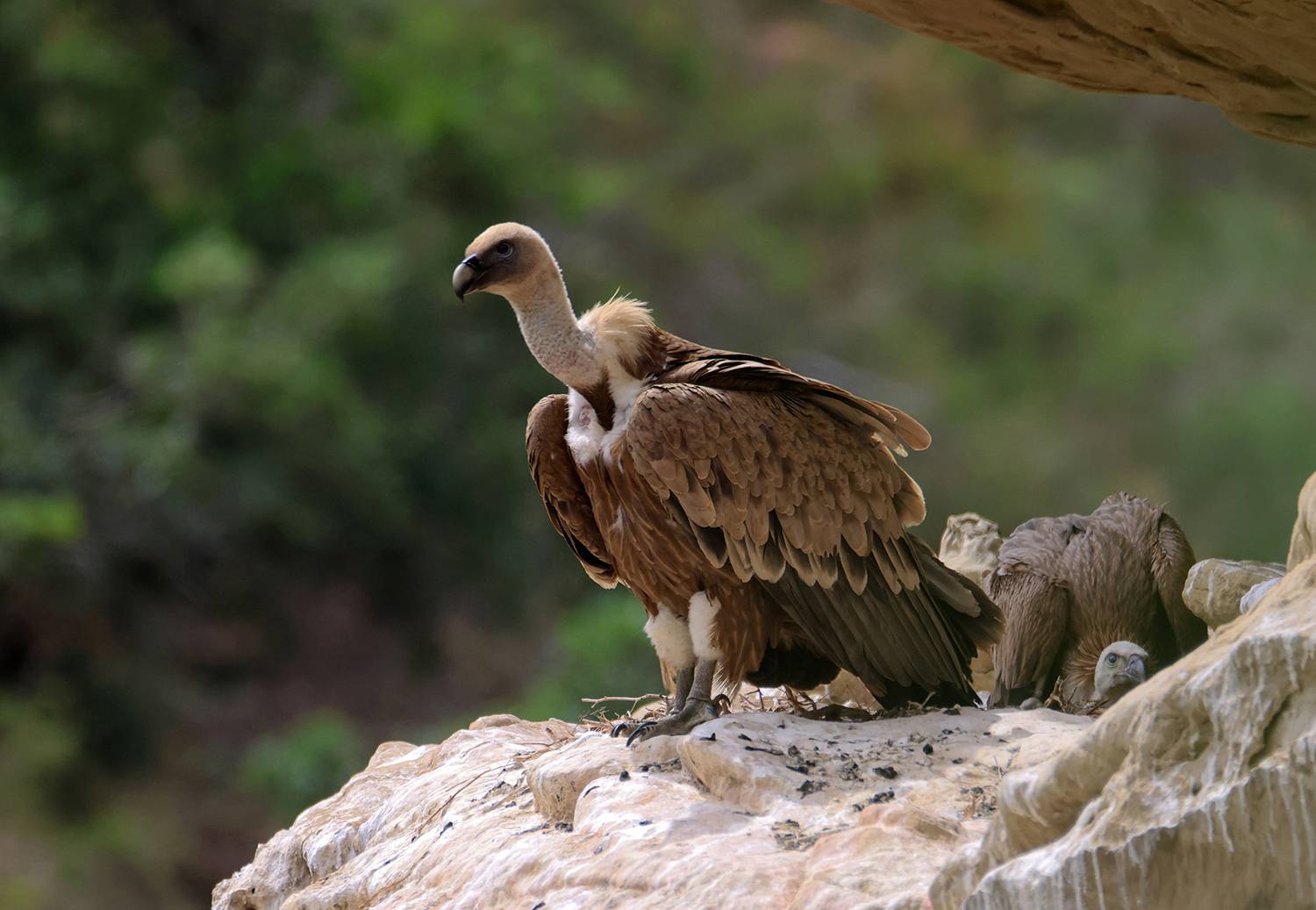 гриф,белоголовый сип,птица,падальщик,птенец,гнездо,горы,, Magov Marat