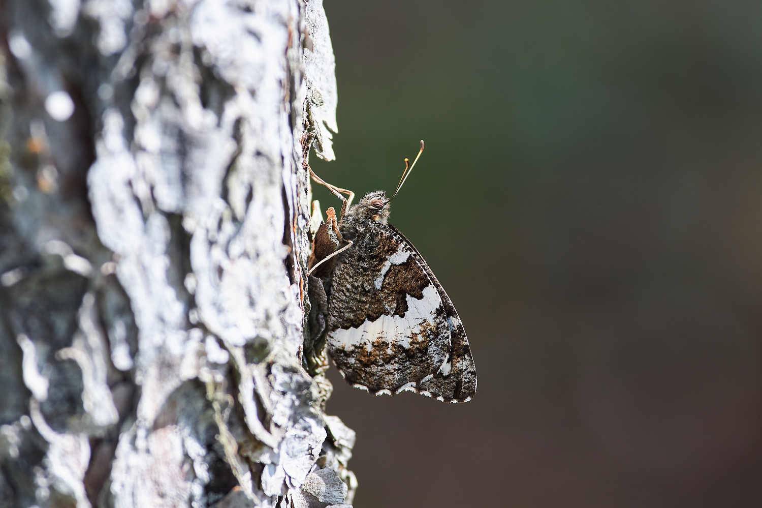 butterfly, ovlograd, russia, wildlife, , Павел Сторчилов