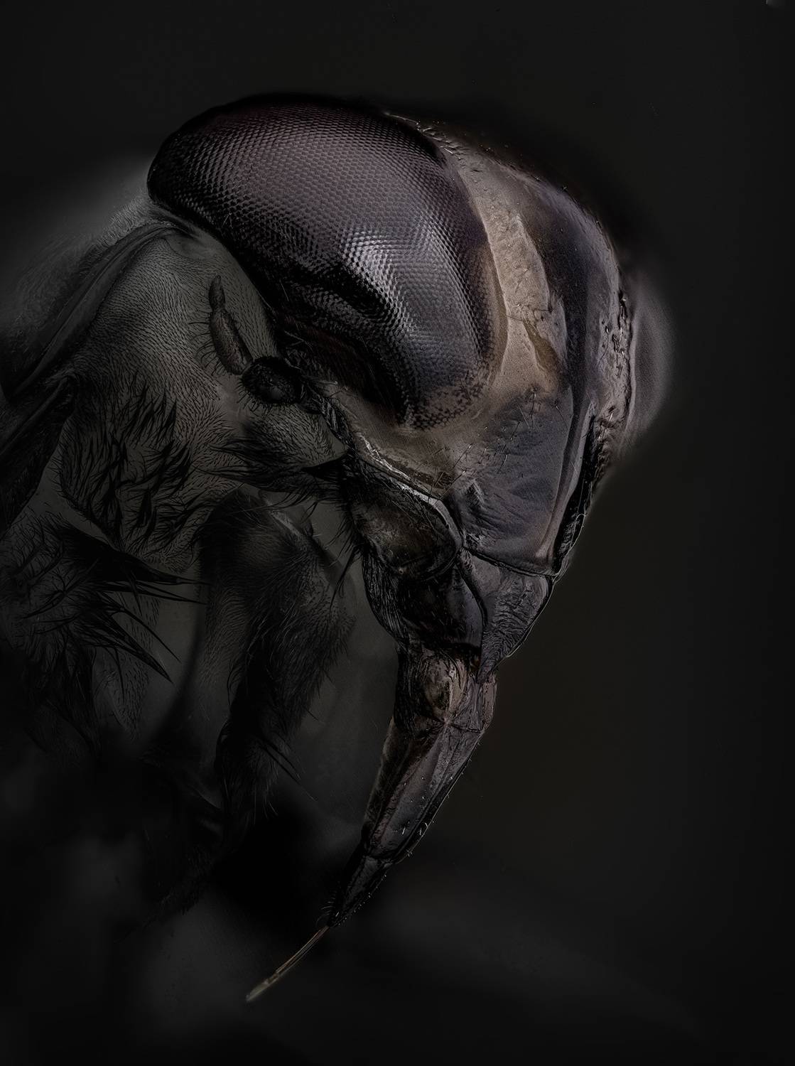 notonecta, glauca, Kavaliauskas Eugenijus