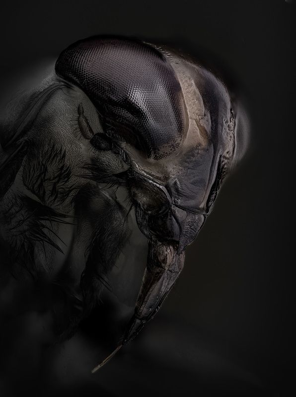 notonecta, glauca Гладыш обыкновенный фото превью