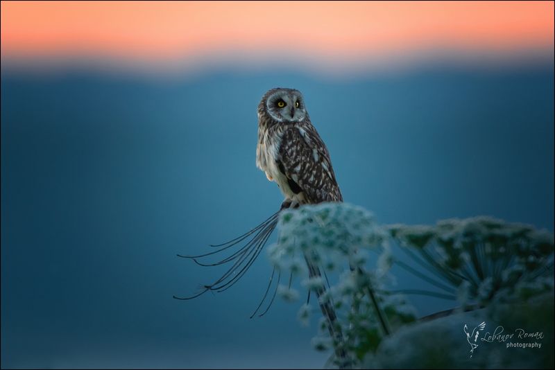 * * * фото превью