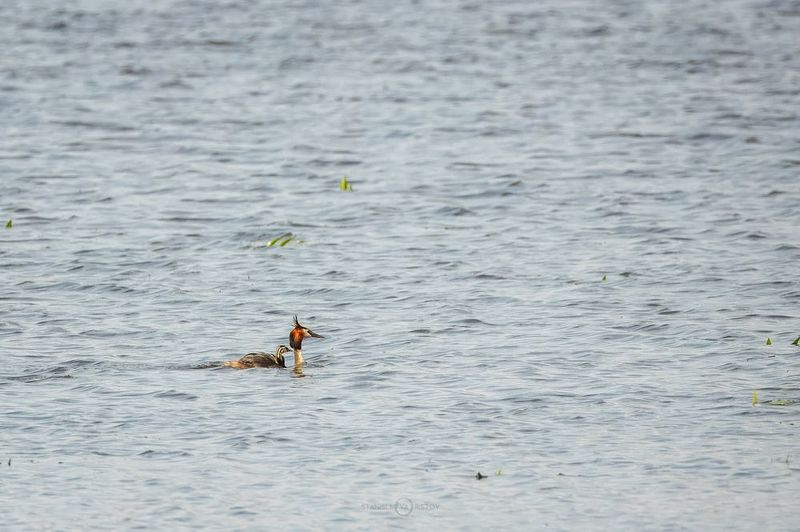 Чомга с птенцом фото превью