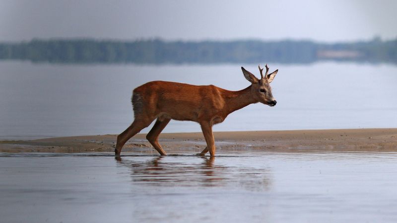 европейская косуля, косуля capreolus capreolus, roe deer, куршский залив Косуля на Куршском заливе фото превью
