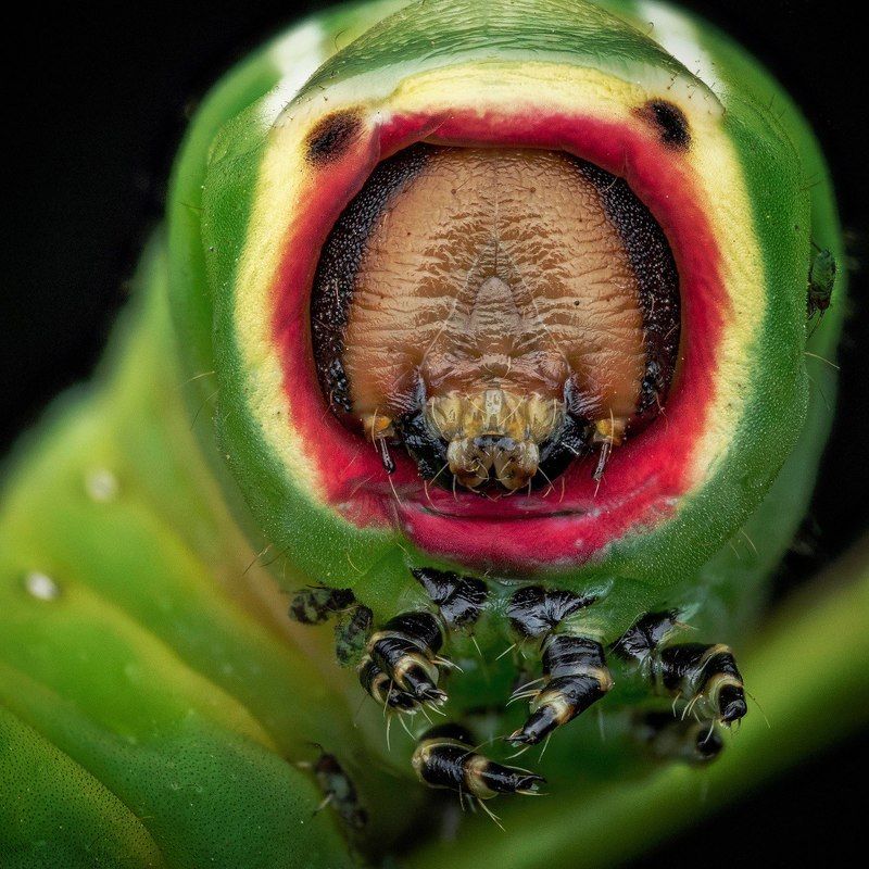 Cerura vinula фото превью