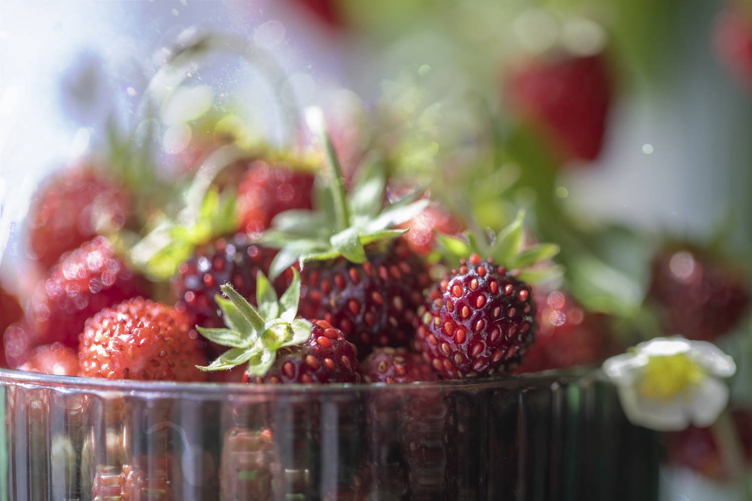 земляника, лесная земляника, Tatyana Fedenkova