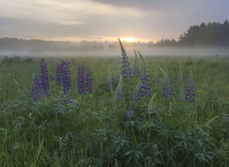 люпины  фото превью