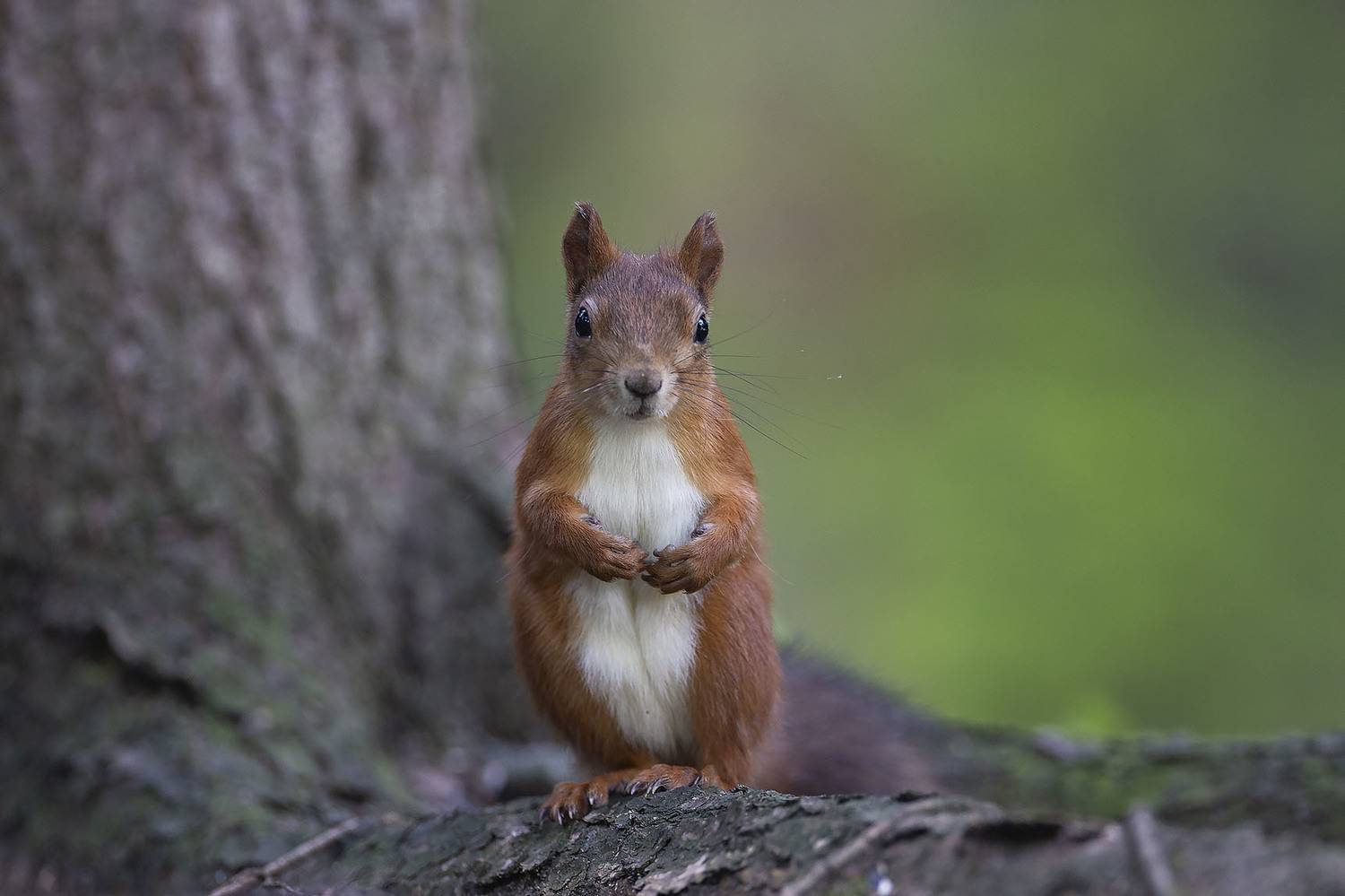 белка,лес,природа, squirrel, beautiful, forest, nature, Стукалова Юлия