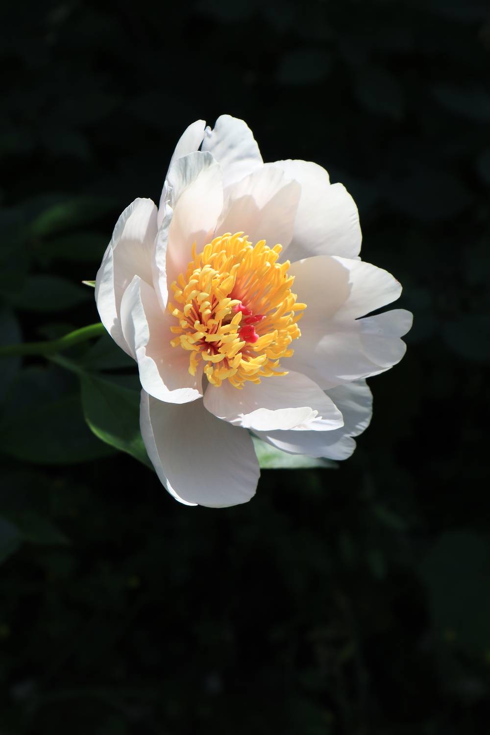 растения,цветы,пион, Козлова Галина