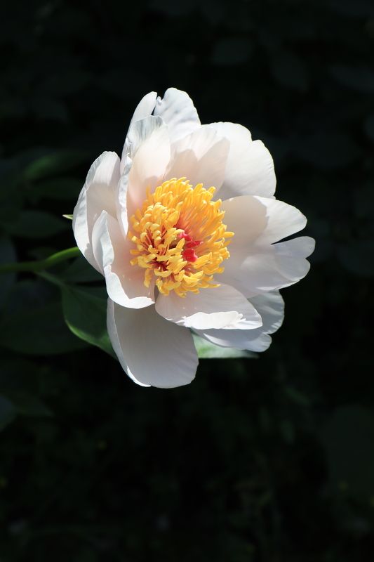 Белый пион фото превью