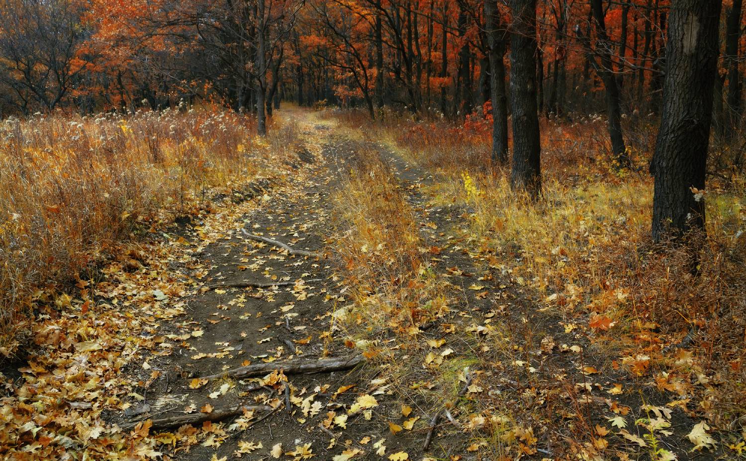 , Сергей Лысенко