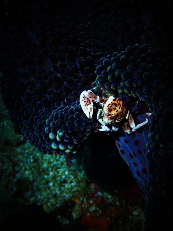 Веерный краб-малыш фото превью