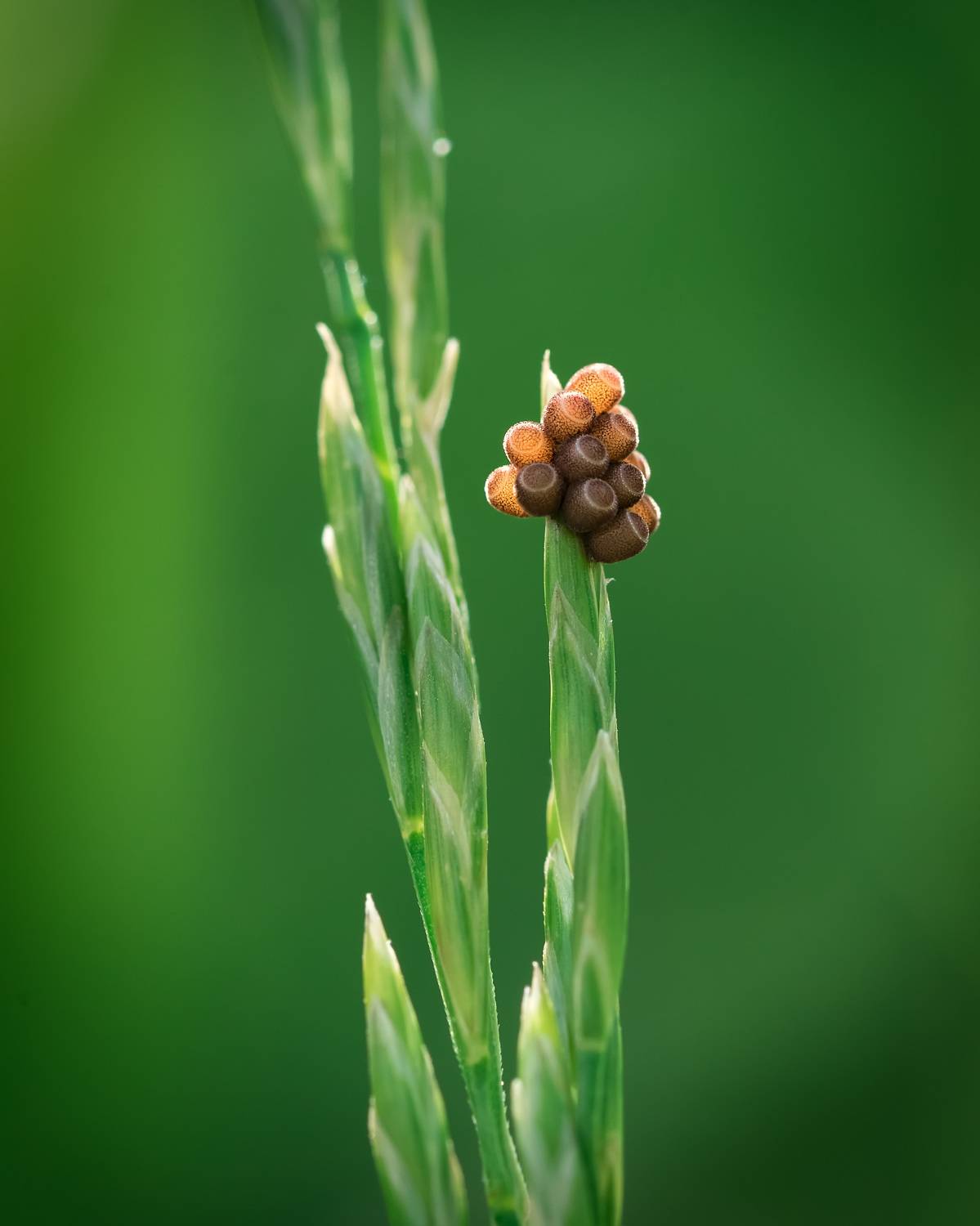 , Рагинская Ольга