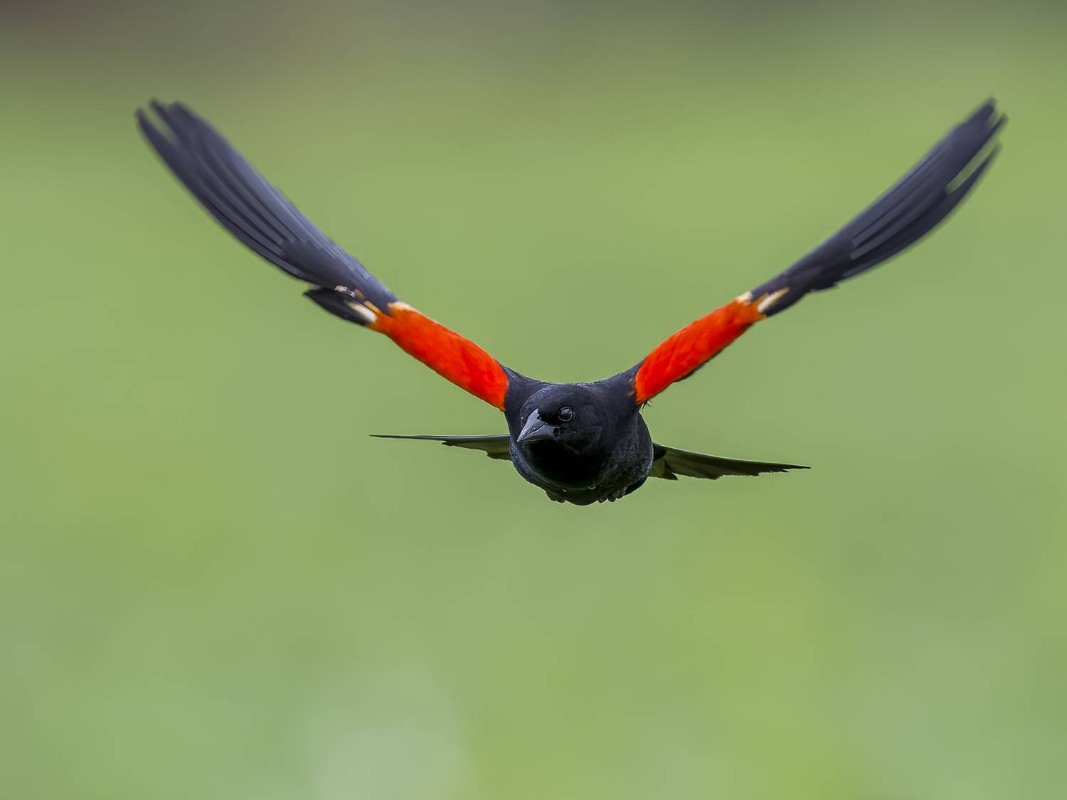 , Burgalin Sequeira Fernando