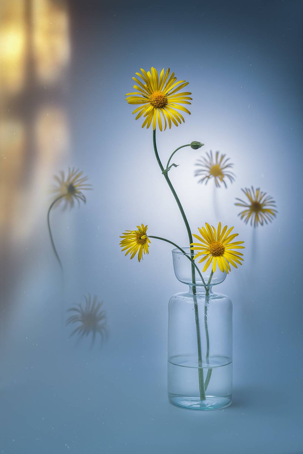 цветы, ромашки, панорама, Ольга Яр