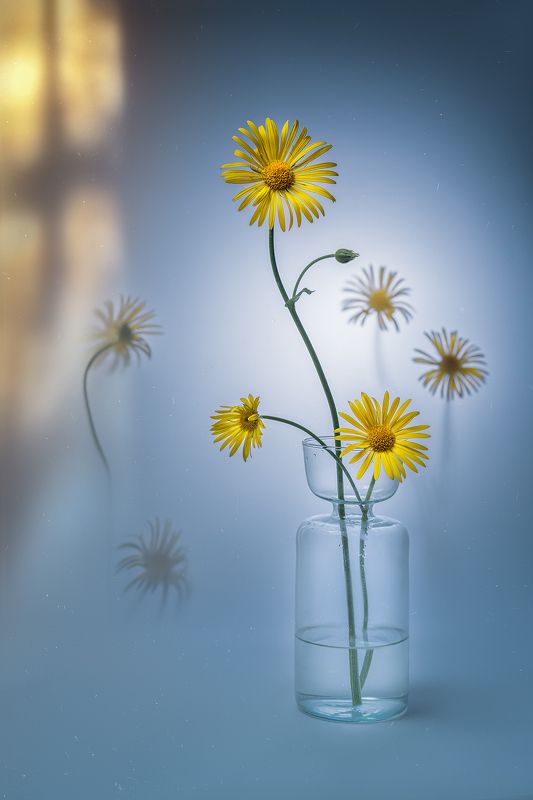 цветы, ромашки, панорама  фото превью