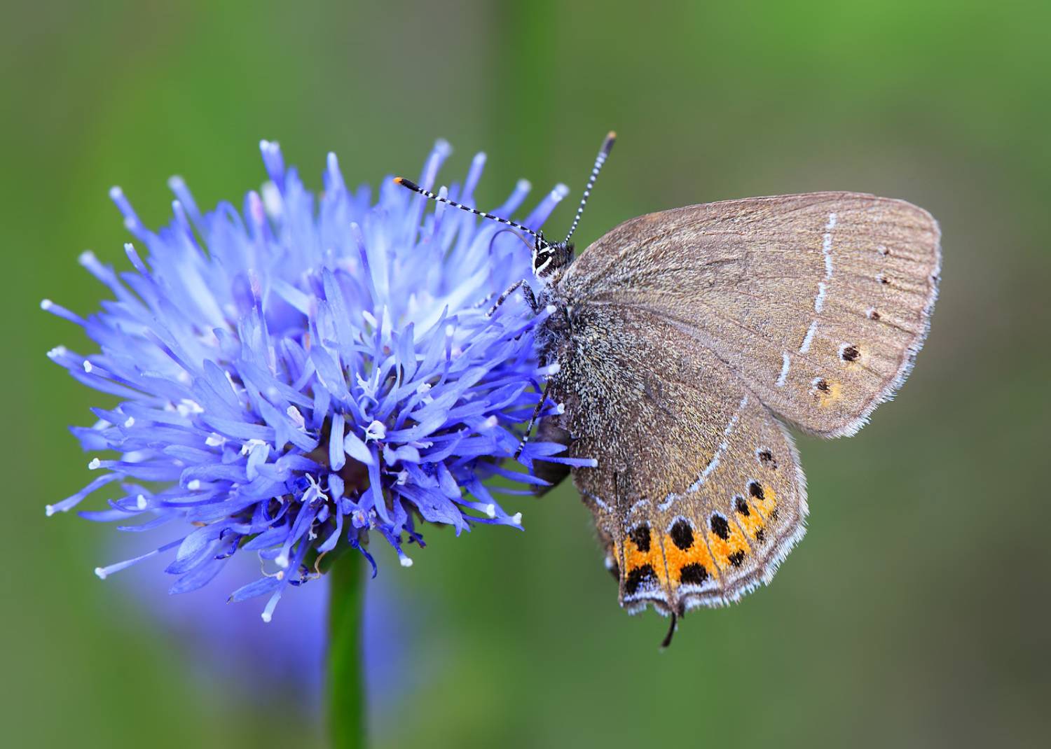 насекомые, бабочка, голубянка, хвостатка, Борис Новиков
