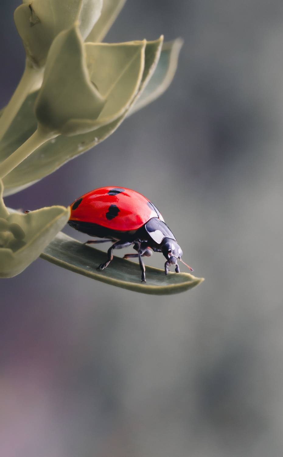 , Julia Khvorostyanaya