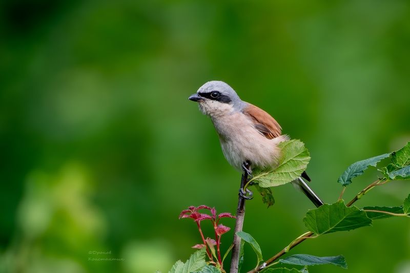птицы, фотоохота, сорокопут Про взгляд охотника фото превью