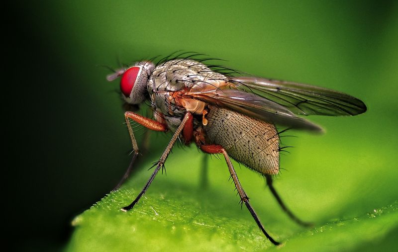 Муха Муха цокотуха фото превью